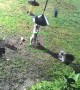 Raccoons Dance on the Bird Feeder