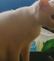 Cat Sings Along to Song