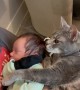 Cat Cuddles Cute Kid