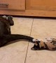 Kitten Plays With Dog's Wagging Tail