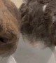 Bunnies Drink From Water Bowl Together