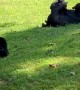 Family of Bears Playing in the Grass