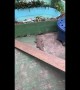 Pool Turned Into Crocodile Habitat