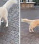 Golden Retriever decides to take himself for a walk