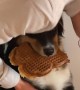 Mischievous  pup steals waffles from the kitchen counter