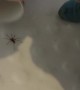 2-Year-Old Son Calmly Catches Spider in Bathtub