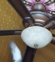 Pet Pigeon Likes Making Ceiling Fan Spin