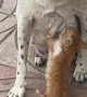 Mama Dog Feeds Hungry Kitty in the Street