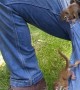 Hungry Baby Red Squirrels Climb All Over Man