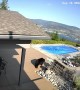 Bears' Pool Party Caught on Security Camera
