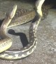 Two Carpet Pythons Tangle and Twist