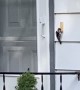 Woodpecker Taps at Doorbell