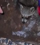 Trash Panda Gets a Lift