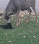 Cat Has no Fear While Messing with Deer