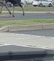 Moose Runs Around Parking Lot in Connecticut