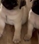Pug Puppies Turning Heads