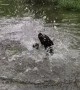 Dog Goes Swimming for First Time