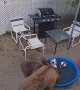 Mama Bear Bathes Her Babies in Kiddie Pool