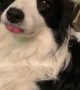 Border Collie Can't Contain Its Tongue