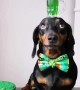 Harlso the Dachshund Balancing Green Beer for St Paddy's Day