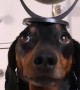 Harlso the Dachshund Balancing a Globe on His Head