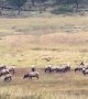 Bull Elk in the Rut Battle