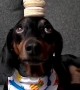 Harlso the Dachshund Balancing Macaroons on top of His Head