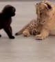 Kitten & lion cub adorably play with each other