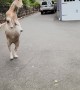 George the Basketball Playing Goat