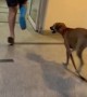 Limping dog hilariously imitates injured owner