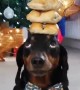 Harlso the Dachshund Balancing Sausage Rolls