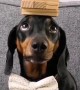 Dachshund Balancing an Active Game of Jenga