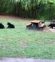 Seeing Three Bear Cubs at a Cabin on Family Vacation