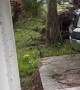 Hurricane Ian Pushes Tree onto Truck