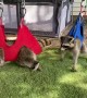 Adorable Raccoon Zip Line Therapy