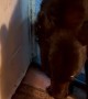 Black Bear Closing Door Likes to Fool Around