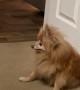 I Think my Pomeranian is Broken