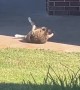 Fat Cat Wiggles In The Sun