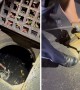 Police officers rescue raccoon from a catch basin