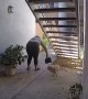 Lady Leaving While Carrying Puppy Hits Head on Stairs