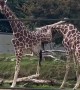 Giraffes Fight at Wildlife Park