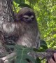 Mother sloth overjoyed to reunite with missing baby 