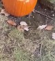 Squirrel Enjoys Pumpkin Season