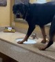 Dog Checks Himself in the Mirror