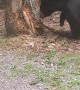 Chill Bear Searches for a Meal