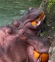 Hungry Hippos Enjoy Pumpkin Treats