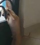 Chihuahua's Failed Escape Attempt