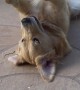 Golden Retriever Plays Catch With Herself