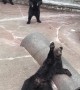 Bunch of Bears Wave to Tourists