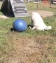 Jacob the LaMancha Goat Playing with Big Blue Ball